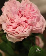 Load image into Gallery viewer, Enfant De France