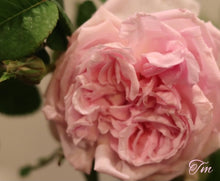 Load image into Gallery viewer, Enfant De France