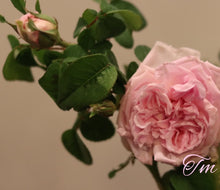 Load image into Gallery viewer, Enfant De France