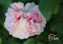 Load image into Gallery viewer, Enfant De France
