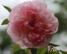 Load image into Gallery viewer, AUSmak