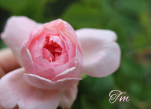 Load image into Gallery viewer, AUSmak