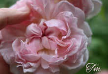 Load image into Gallery viewer, AUSmak