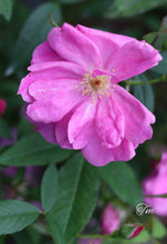 Load image into Gallery viewer, Swamp Rose