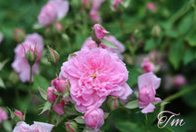 Load image into Gallery viewer, Caldwell Pink