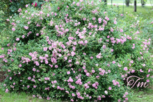 Load image into Gallery viewer, Caldwell Pink