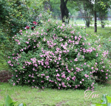 Load image into Gallery viewer, Caldwell Pink