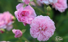 Load image into Gallery viewer, Caldwell Pink