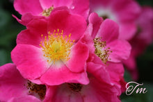 Load image into Gallery viewer, American Pillar Rambler