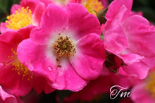 Load image into Gallery viewer, American Pillar Rambler