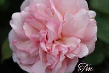 Load image into Gallery viewer, Duchesse de Brabant