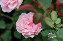 Load image into Gallery viewer, Duchesse de Brabant