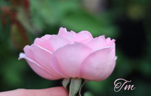 Load image into Gallery viewer, Duchesse de Brabant