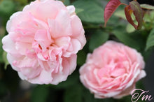 Load image into Gallery viewer, Duchesse de Brabant