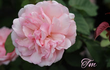 Load image into Gallery viewer, Duchesse de Brabant