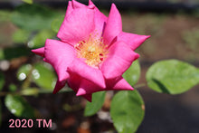 Load image into Gallery viewer, Mutabilis