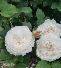 Load image into Gallery viewer, AUScat