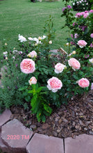Load image into Gallery viewer, AUScot