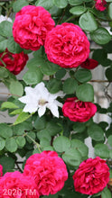 Load image into Gallery viewer, AUSmove