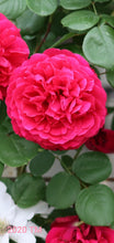 Load image into Gallery viewer, AUSmove