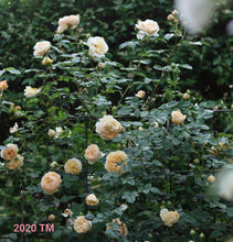 Load image into Gallery viewer, AUSbaker