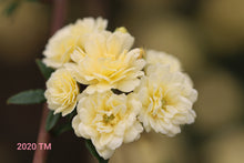 Load image into Gallery viewer, Yellow Lady Banks