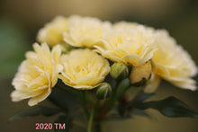 Load image into Gallery viewer, Yellow Lady Banks