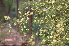 Load image into Gallery viewer, Yellow Lady Banks