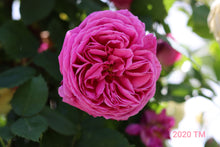 Load image into Gallery viewer, Madame Isaac Pereire