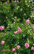 Load image into Gallery viewer, AUSmary