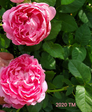 Load image into Gallery viewer, AUSmary