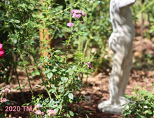 Load image into Gallery viewer, MEIptima