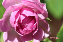 Load image into Gallery viewer, MEIptima