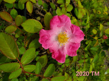Load image into Gallery viewer, Nearly Wild