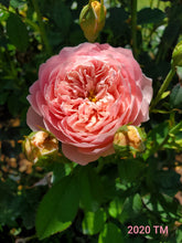 Load image into Gallery viewer, AUSgrab