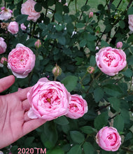 Load image into Gallery viewer, AUSgrab