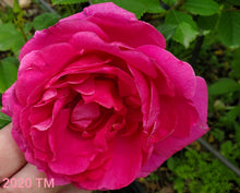 Load image into Gallery viewer, Thomas Affleck