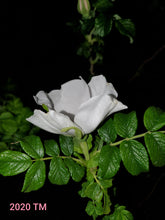Load image into Gallery viewer, Rosa Rugosa Alba