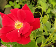 Load image into Gallery viewer, KORtemma