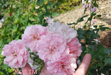 Load image into Gallery viewer, The Fairy