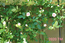 Load image into Gallery viewer, Mlle Cecile Brunner, Cl