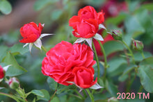 Load image into Gallery viewer, Trumpeter