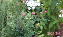 Load image into Gallery viewer, Highway 290 Pink Buttons