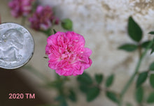 Load image into Gallery viewer, Highway 290 Pink Buttons