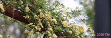 Load image into Gallery viewer, Yellow Lady Banks