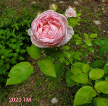 Load image into Gallery viewer, AUSglobe