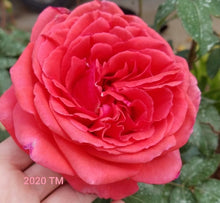 Load image into Gallery viewer, Fragrant Cloud