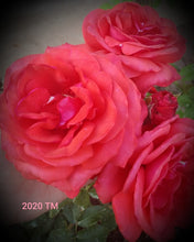 Load image into Gallery viewer, Fragrant Cloud