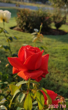 Load image into Gallery viewer, Fragrant Cloud