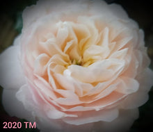 Load image into Gallery viewer, AUSquest